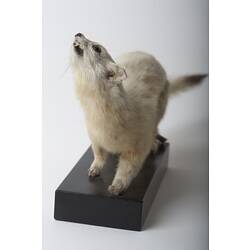 Taxidermied mammal specimen mounted with its head looking upward.
