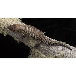 White-flecked brown lizard on a branch.