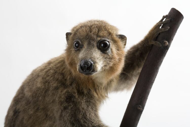 Detail of taxidermied lemur's face.