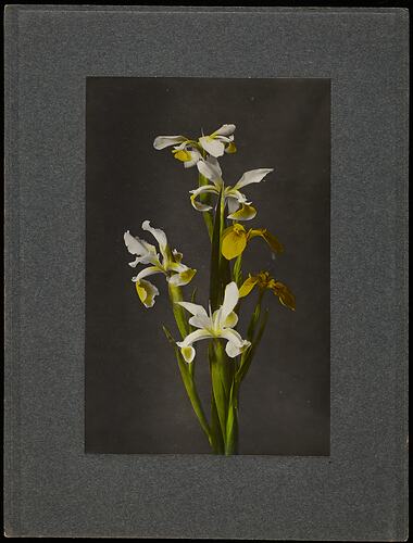 Still life of iris flowers.