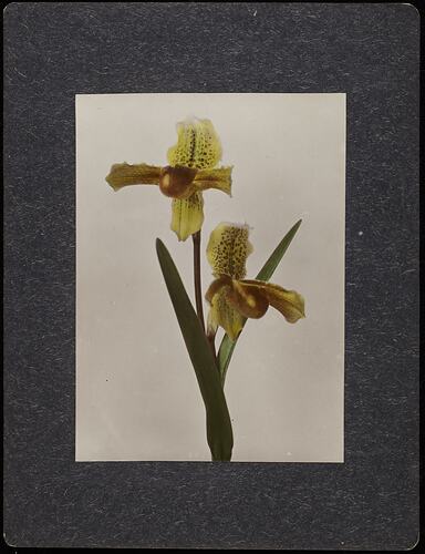 Still life of yellow and dark purple orchid flowers.