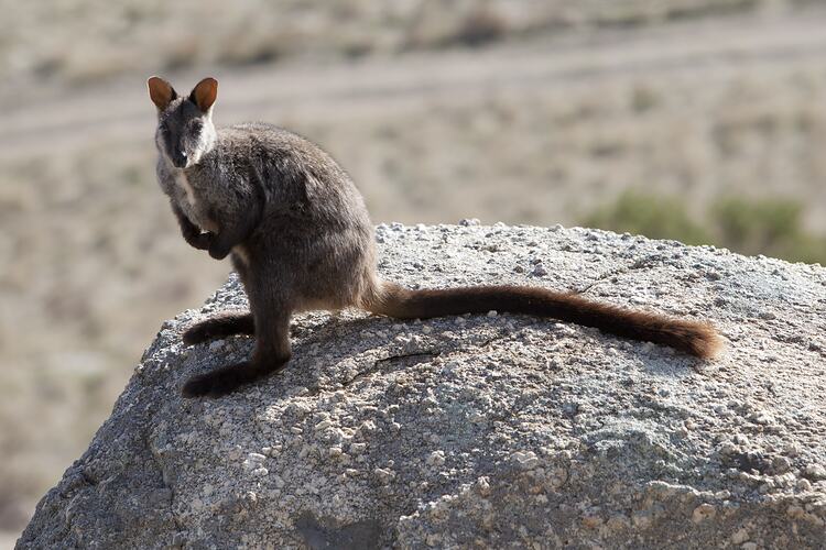 Long-tailed wallaby sitting on rock outcrop.