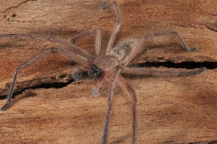 <em>Delena cancerides</em>, Social Huntsman. Lake Condah, Budj Bim Cultural Heritage Landscape, Victoria.