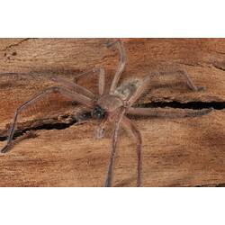 <em>Delena cancerides</em>, Social Huntsman. Lake Condah, Budj Bim Cultural Heritage Landscape, Victoria.