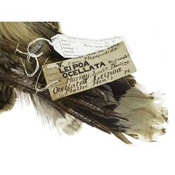 Label attached to dry bird skin specimen.
