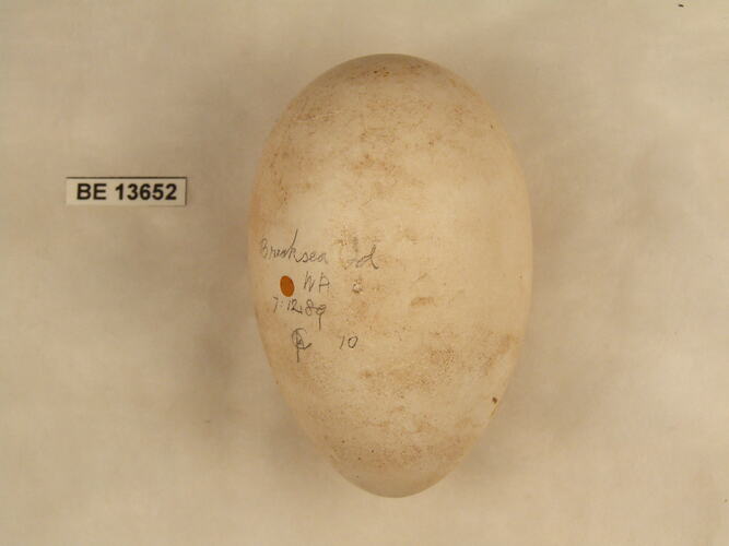 Bird egg with specimen label.