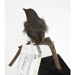 Top view of small bird specimen with labels mounted on branch.