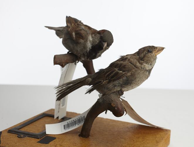 Two taxidermied sparrows mounted on a branch, with labels.