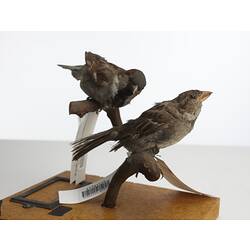 Two taxidermied sparrows mounted on a branch, with labels.