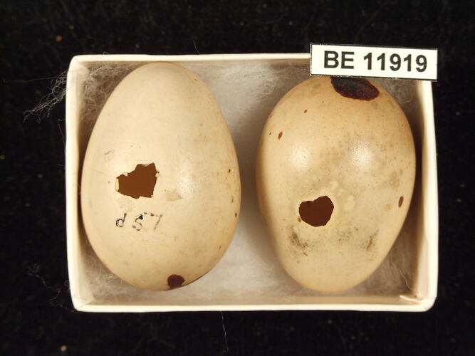Two bird eggs with specimen label in box.