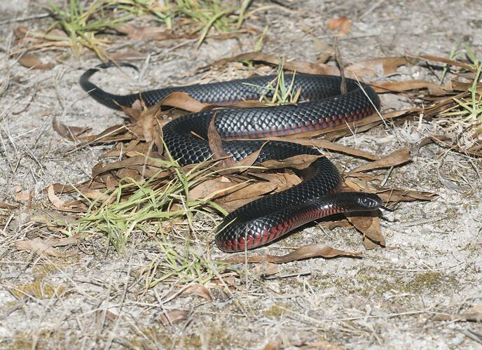 Red-bellied Black Snake in grass.