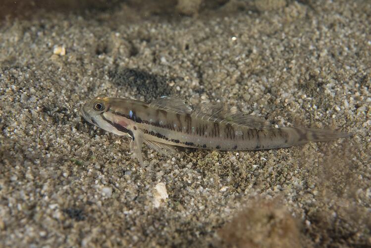 Long narrow fish with black stripes down side on sandy seafloor.