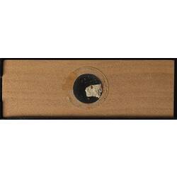 Underside of wooden microslide containing bryozoan specimen,