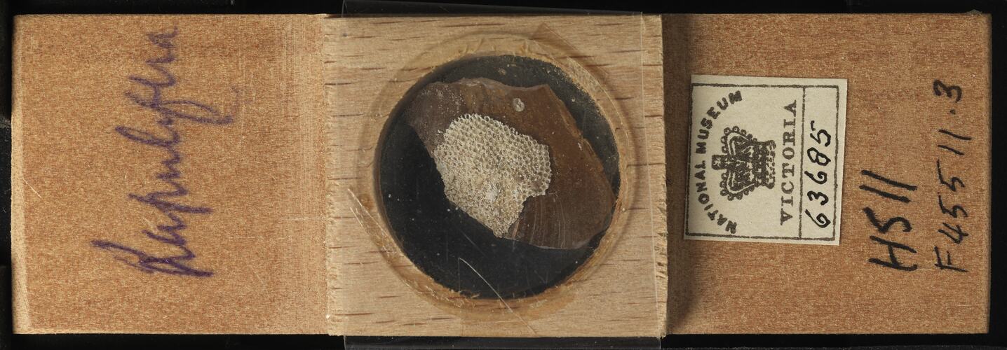 Bryozoan specimen in wooden microslide with handwritten labels.