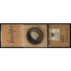 Bryozoan specimen in wooden microslide with handwritten labels.