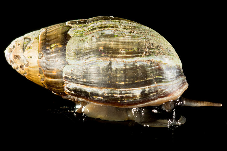 Side view of marine snail with green and brown striated shell.