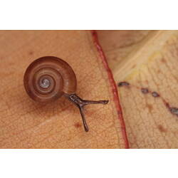 Small brown snail on brown leaf.