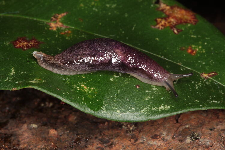 Purple-grey slug on leaf.