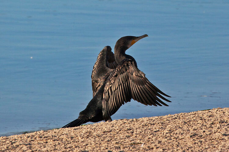 Black birds standing on beach with wings open.