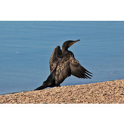 Black birds standing on beach with wings open.