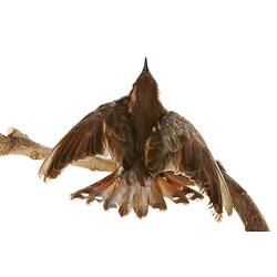 Top down view of brown bird specimen mounted with wings spread and tal fanned out.