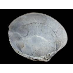 White-grey bivalve vivalve, inner surface and hinge dentition visible.
