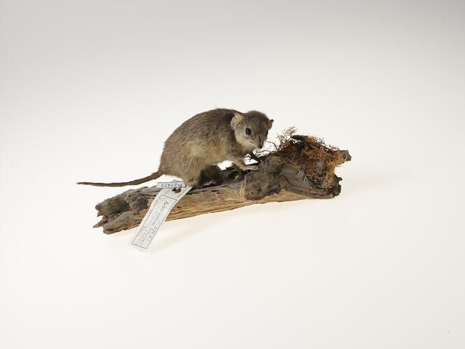 Antechinus specimen mounted on branch with labels visible.