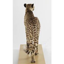 Rear view of mounted cheetah specimen.