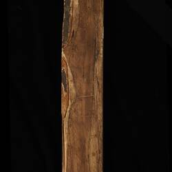 Timber Sample - Hemp Bush, Gynatrix pulchella, Victoria, 1885