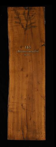 Timber Sample - Moonah, Melaleuca lanceolata, Victoria, 1885