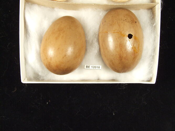 Close up of two bird eggs in box.