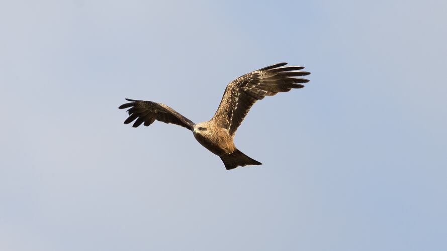 Brown kite in flight wings spread and raised.