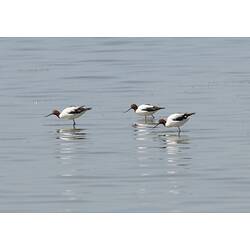 Three black and white birds with brown heads standing in shallow water.