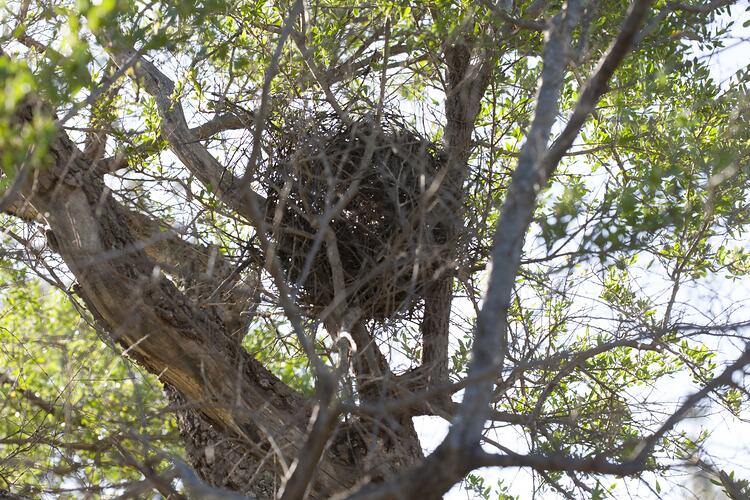 Bird nest. Gippsland, Victoria.