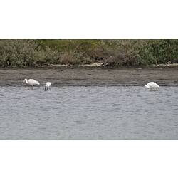 Three white birds, one with black bill, standing in water.