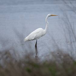 Side view of white bird standing in water.