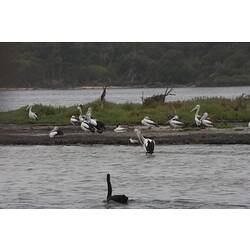 <em>Pelecanus conspicillatus</em>, Australian Pelican and <em>Cygnus atratus</em>, Black Swan. Gippsland Lakes, Victoria.