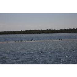<em>Cygnus atratus</em>, Black Swan and <em>Anas castanea</em>, Chestnut Teal. Gippsland Lakes, Victoria.