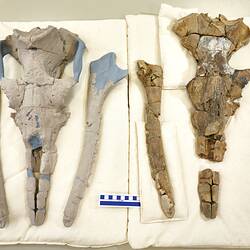 Fossil whale skull (right) beside 3D reconstruction (left).