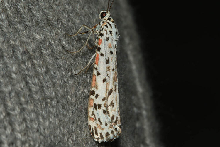 <em>Utetheisa pulchelloides</em>, Heliotrope Moth. Murray Explored Bioscan.