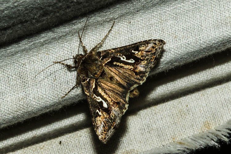 <em>Chrysodeixis argentifera</em>, Tobacco Looper Moth. Murray Explored Bioscan.