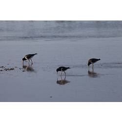 <em>Haematopus longirostris</em>, Pied Oystercatcher. Gippsland, Victoria.