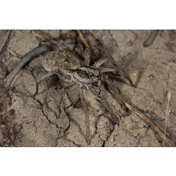 Family Lycosidae, wolf spider. Neds Corner, Victoria.