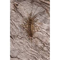 <em>Allothereua maculata</em>, House Centipede. Neds Corner, Victoria.