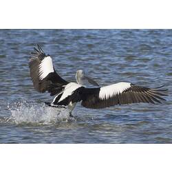 Large black and white bird taking off from water, wings spread.