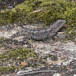 Grey-brown lizard on ground.