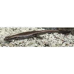 Yellow-bellied Water Skink.