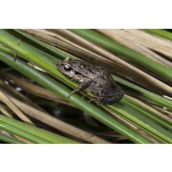 Dark patchy frog on reeds.
