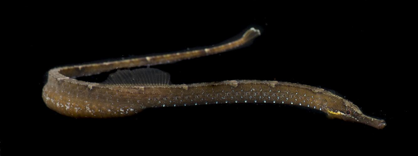 Mother-of-pearl pipefish.