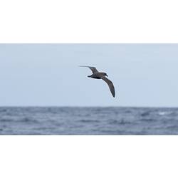 Great-winged Petrel.